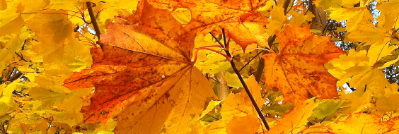 oktober-gyldne-blade